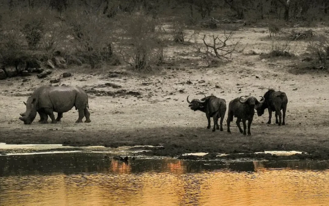 How to Choose a Wildlife Conservation Training Program?