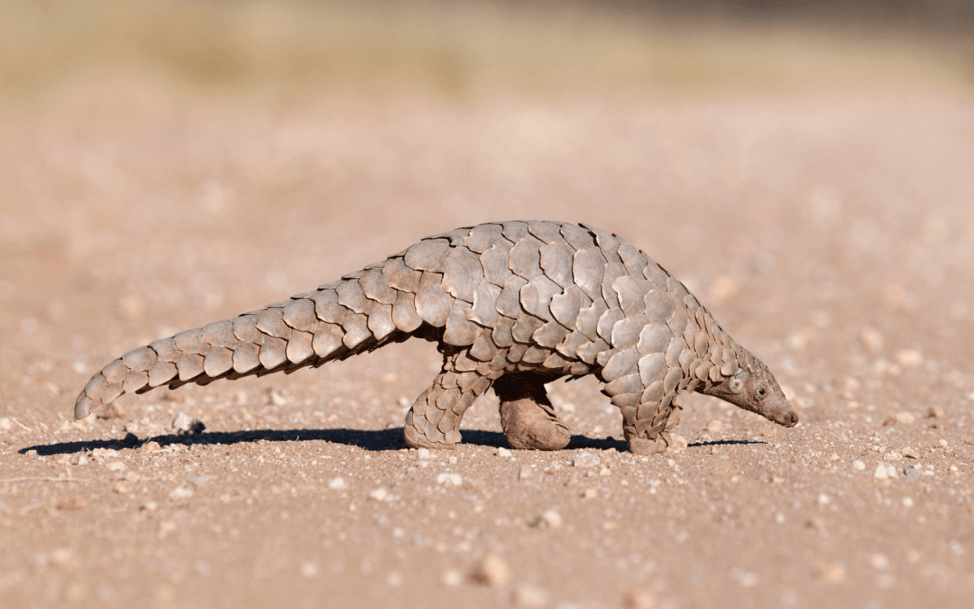 Walking with Conservation Heroes: The Story of Pangolins and the Role of Wildlife Conservation