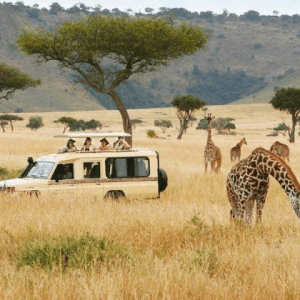 Photo of people in a safari vehicle on a game drive.