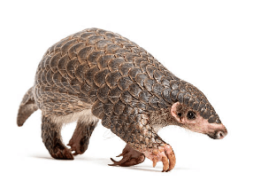 Image of a pangolin.