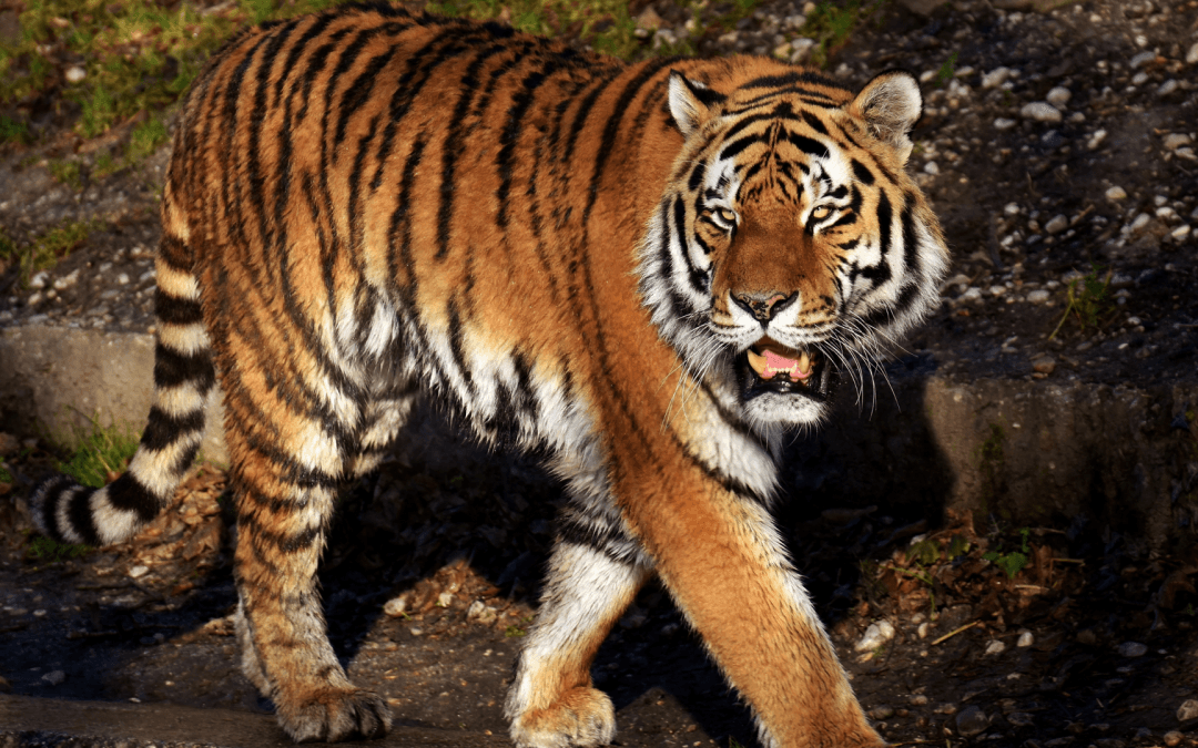 Protecting the Voiceless: Why Wildlife Conservation Matters Now More Than Ever