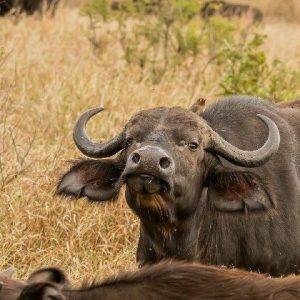 A picture depicting wildlife conservation.