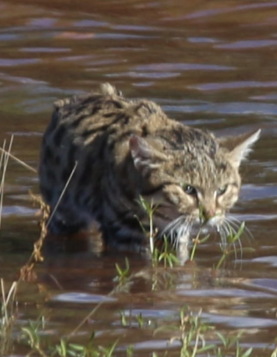 Black-footed cat