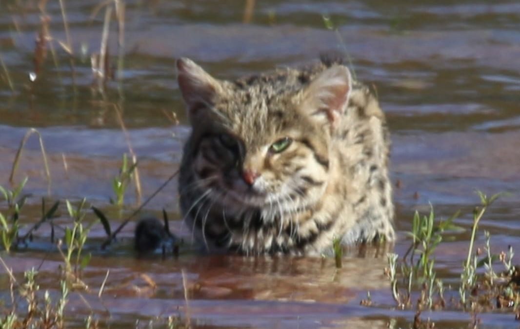 Earth Day 2026: How Kukama Wildlife College Is Restoring Land Through Conservation