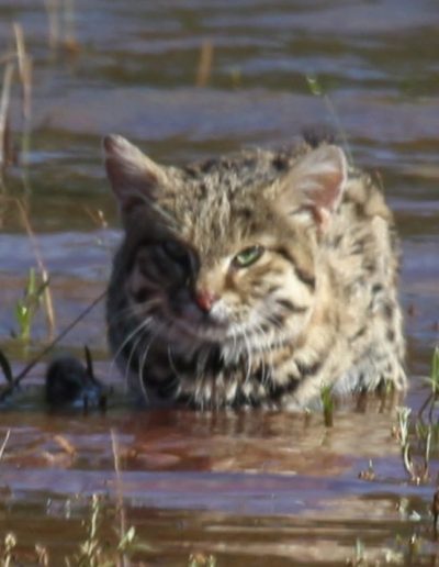 Black-footed cat