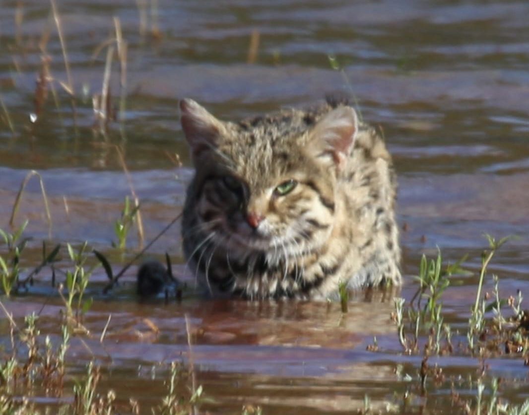 Black-footed cat