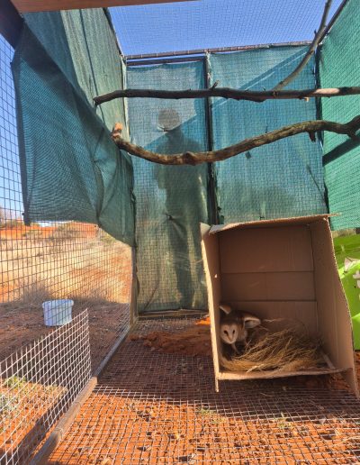 Barn Owls Relocation
