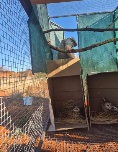 Barn Owls Relocation