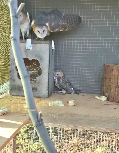 Barn Owls Relocation