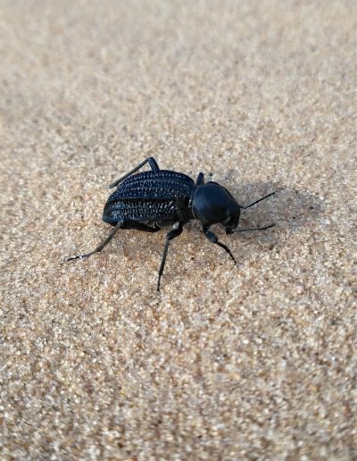 A little beetle.