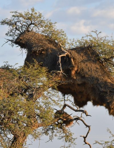 Weaver nests