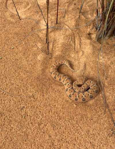 Horned Adder