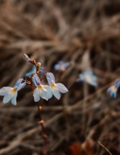 Flowers in the veld
