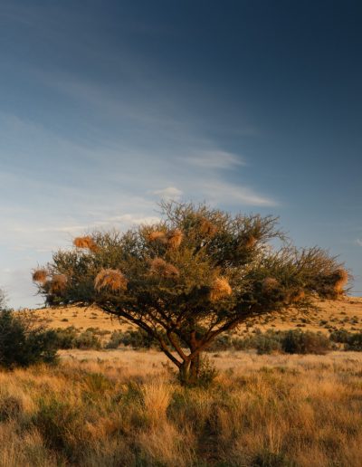 Weaver nests in the veld