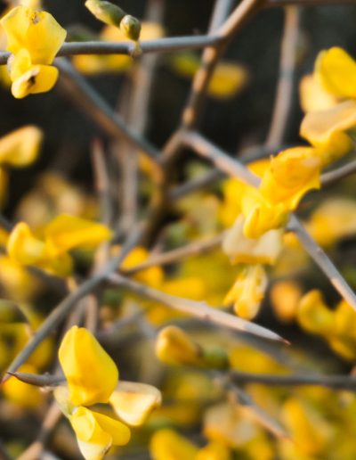Colourful flowers in the veld